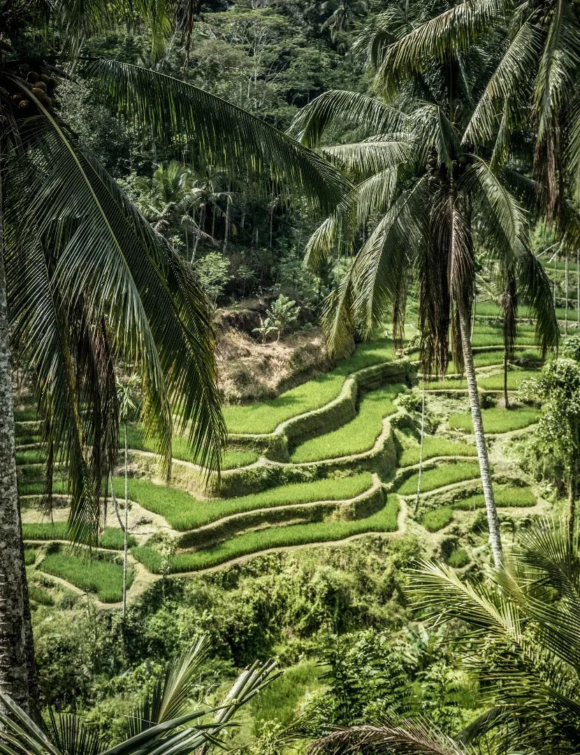 Bali swing