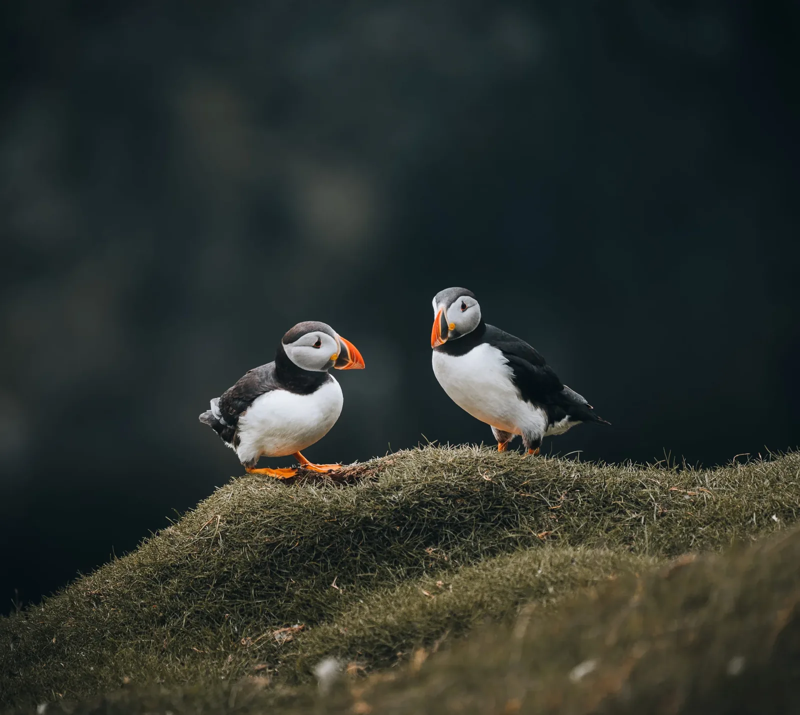 Čudesni Island s posjetom Vestmanskim otocima