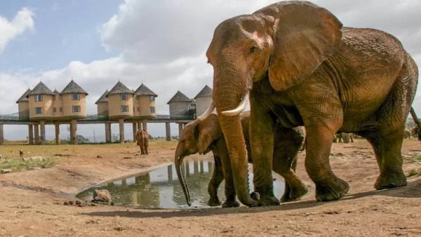 Kenija - Diani Beach i safari