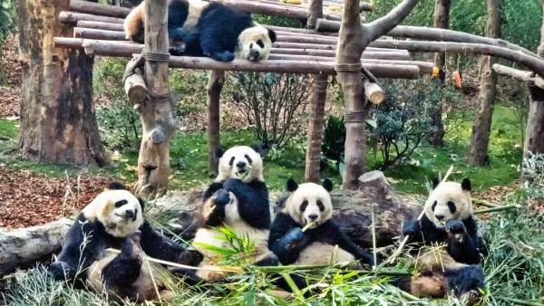 Kina 2027. - Od Velikog kineskog zida do rezervata pandi i Šangaja