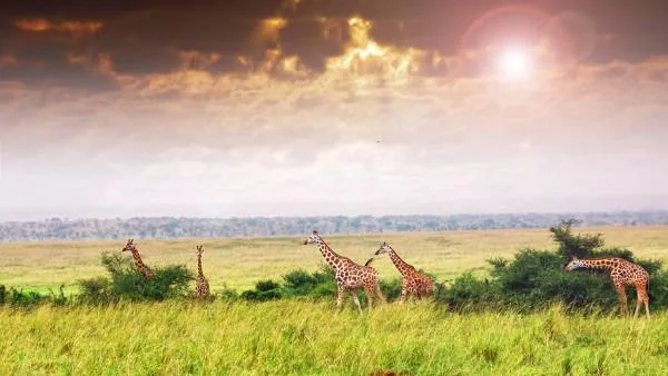Uganda