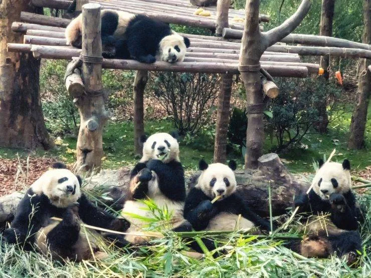 Velike pande u Chengduu: centar i posjet