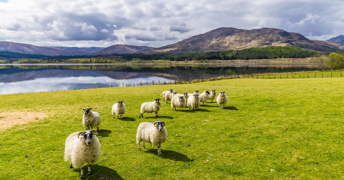 Edinburg 7 dana avionom