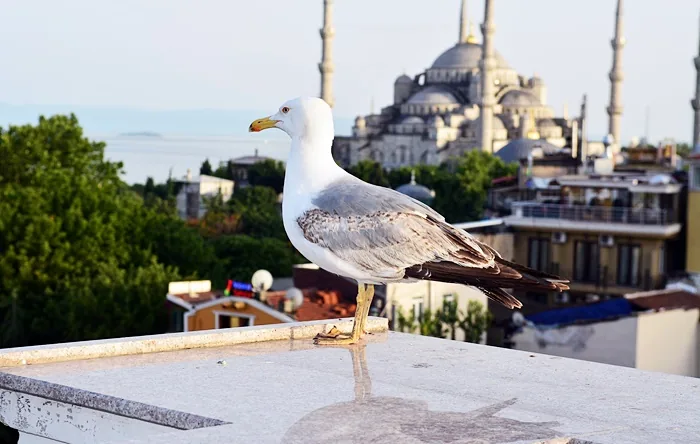 Istanbul i Bursa – galerija 2