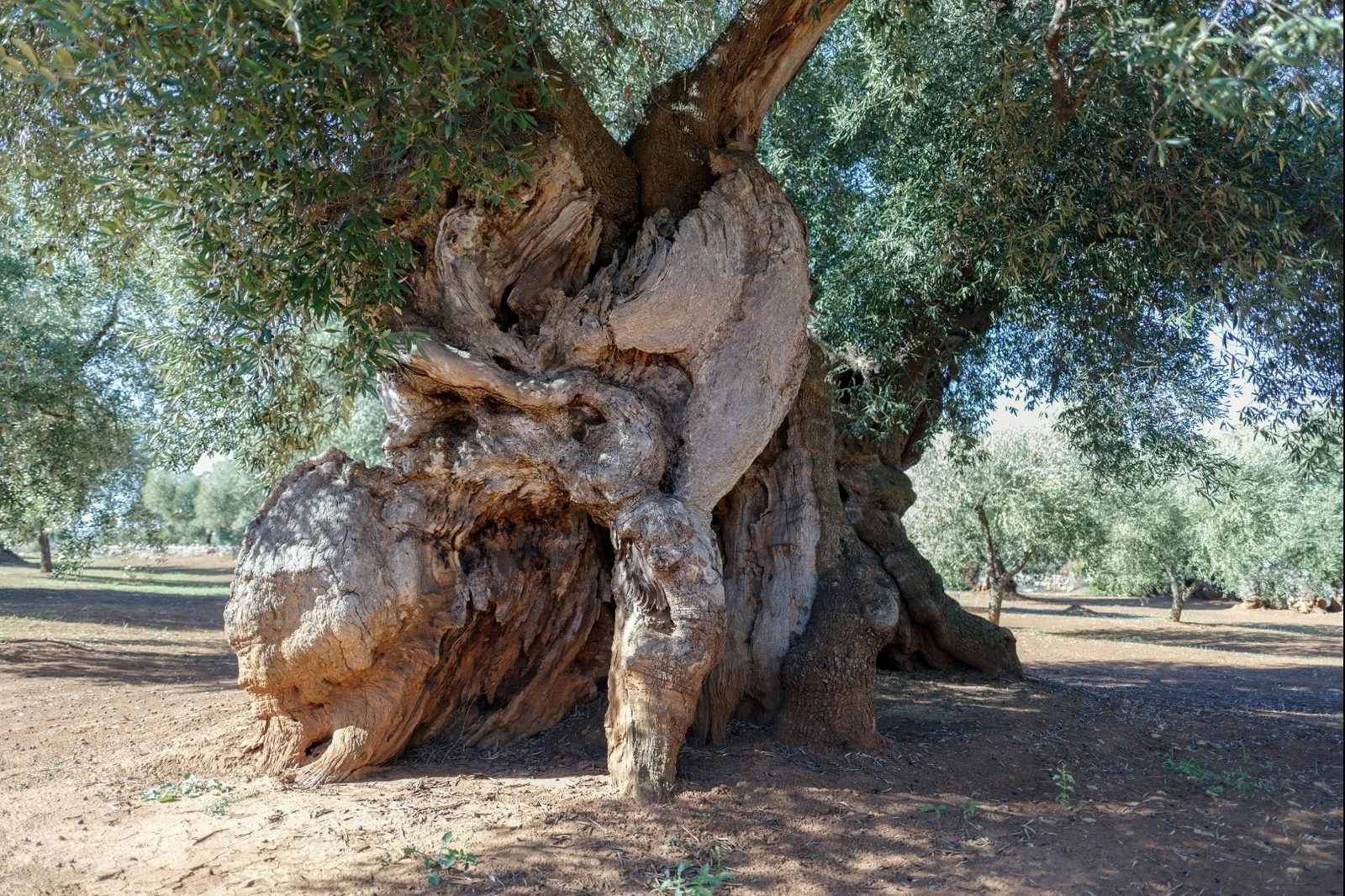 A(tra)ktivna Apulija – galerija 1