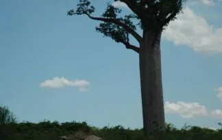 Doživeti Madagaskar
