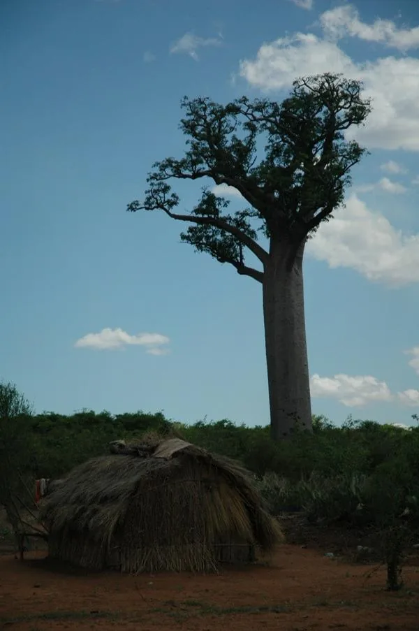 Doživeti Madagaskar – galerija 1