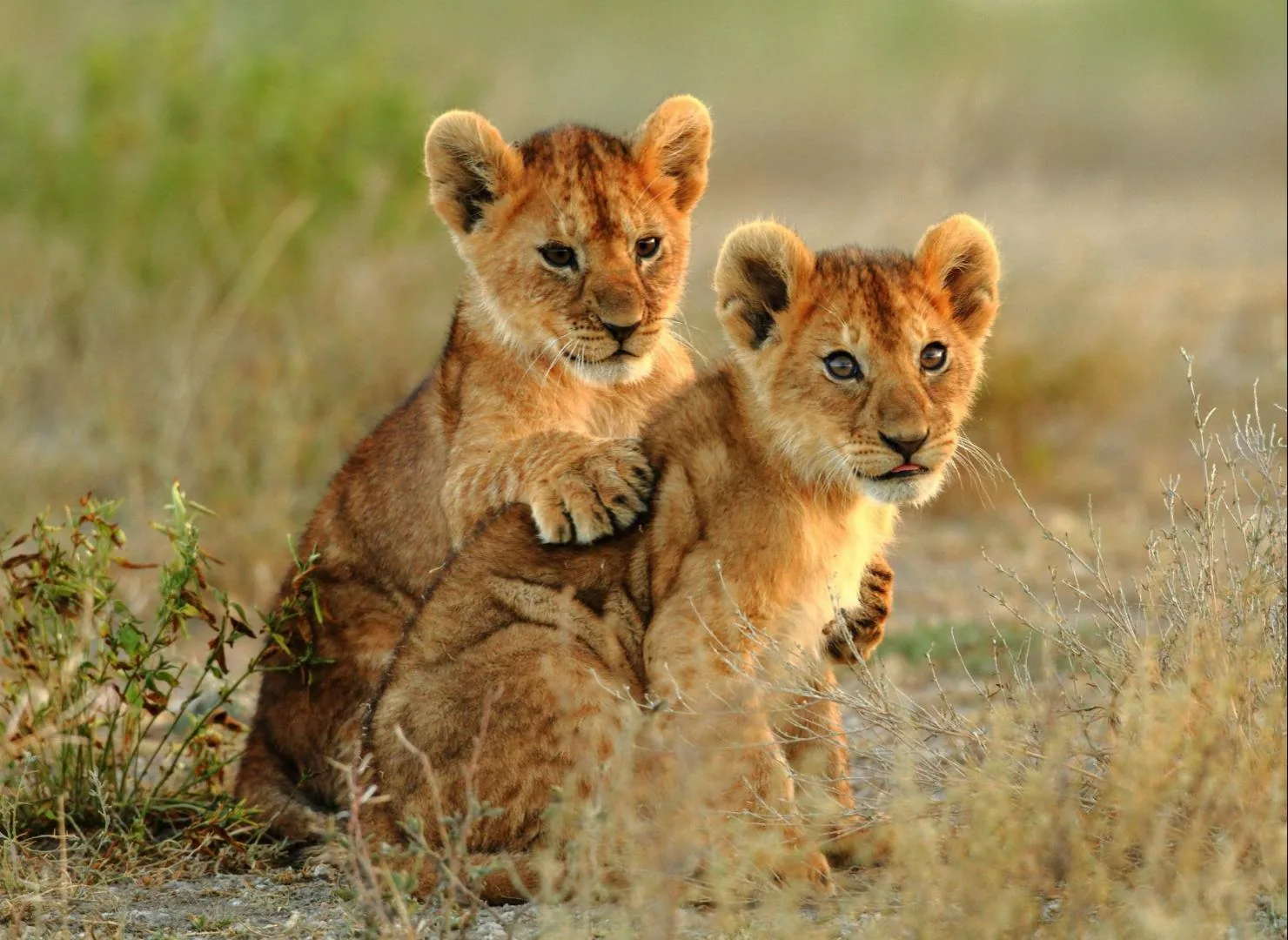 Južna Afrika in Svazi – Od NP Kruger do Rta dobrega Upanja – galerija 1
