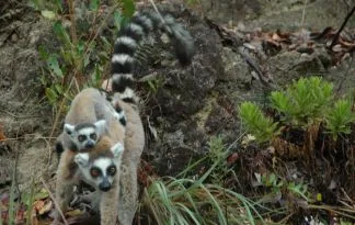 Madagaskar - V lemurjevi deželi