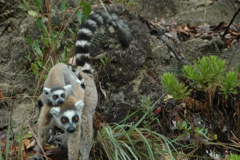 Madagaskar - V lemurjevi deželi – galerija 1