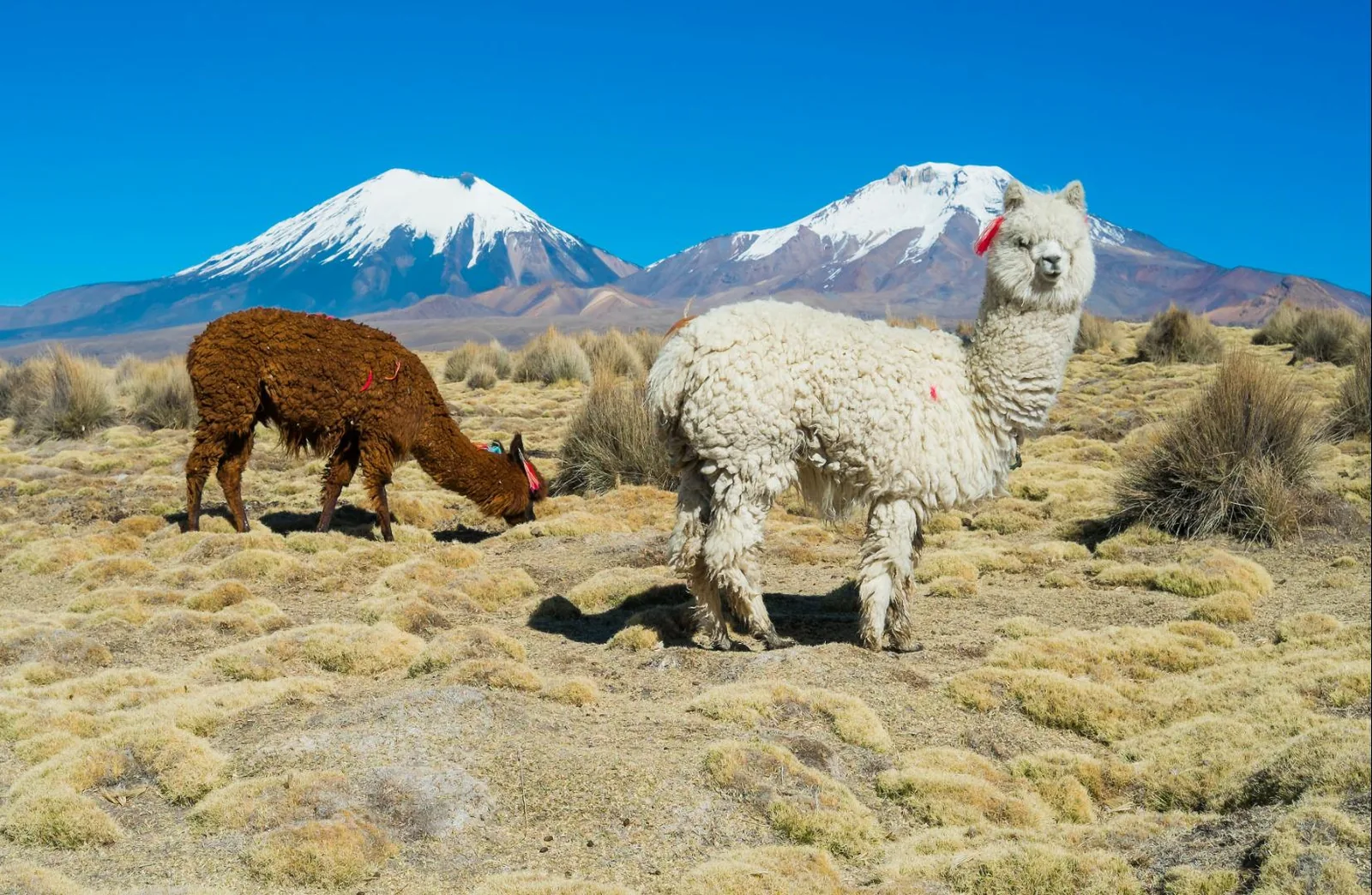 Peru, doživeta Bolivija in Čile – galerija 1