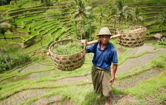 Klasična Indonezija - Java, Bali, Giliji in Lombok