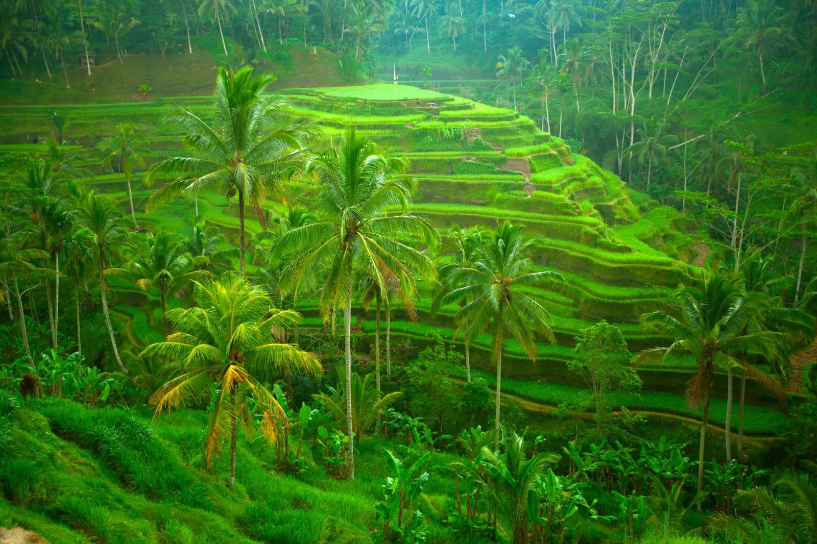 Klasična Indonezija - Java, Bali, Giliji in Lombok – galerija 1