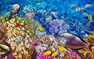 Indonezija - Sulawesi - Otok moči in čutenja