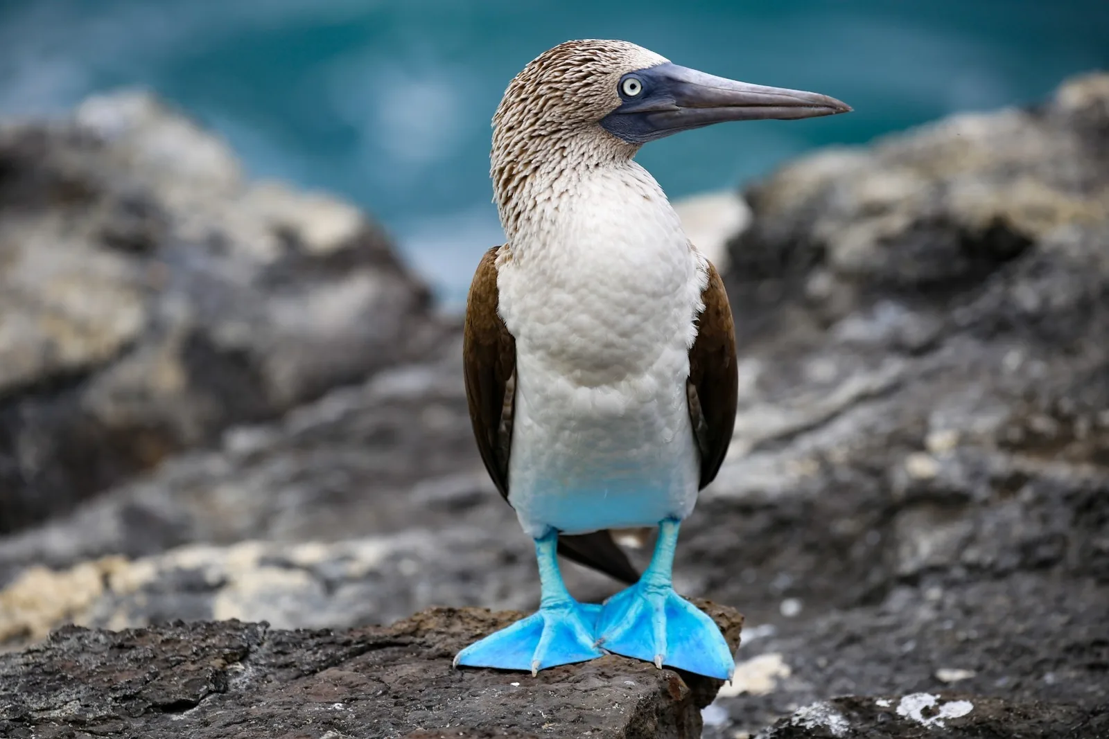 Ekvador in Galapagos – galerija 2
