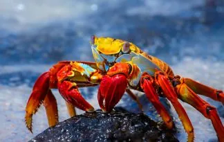 Galapagos - počitnice