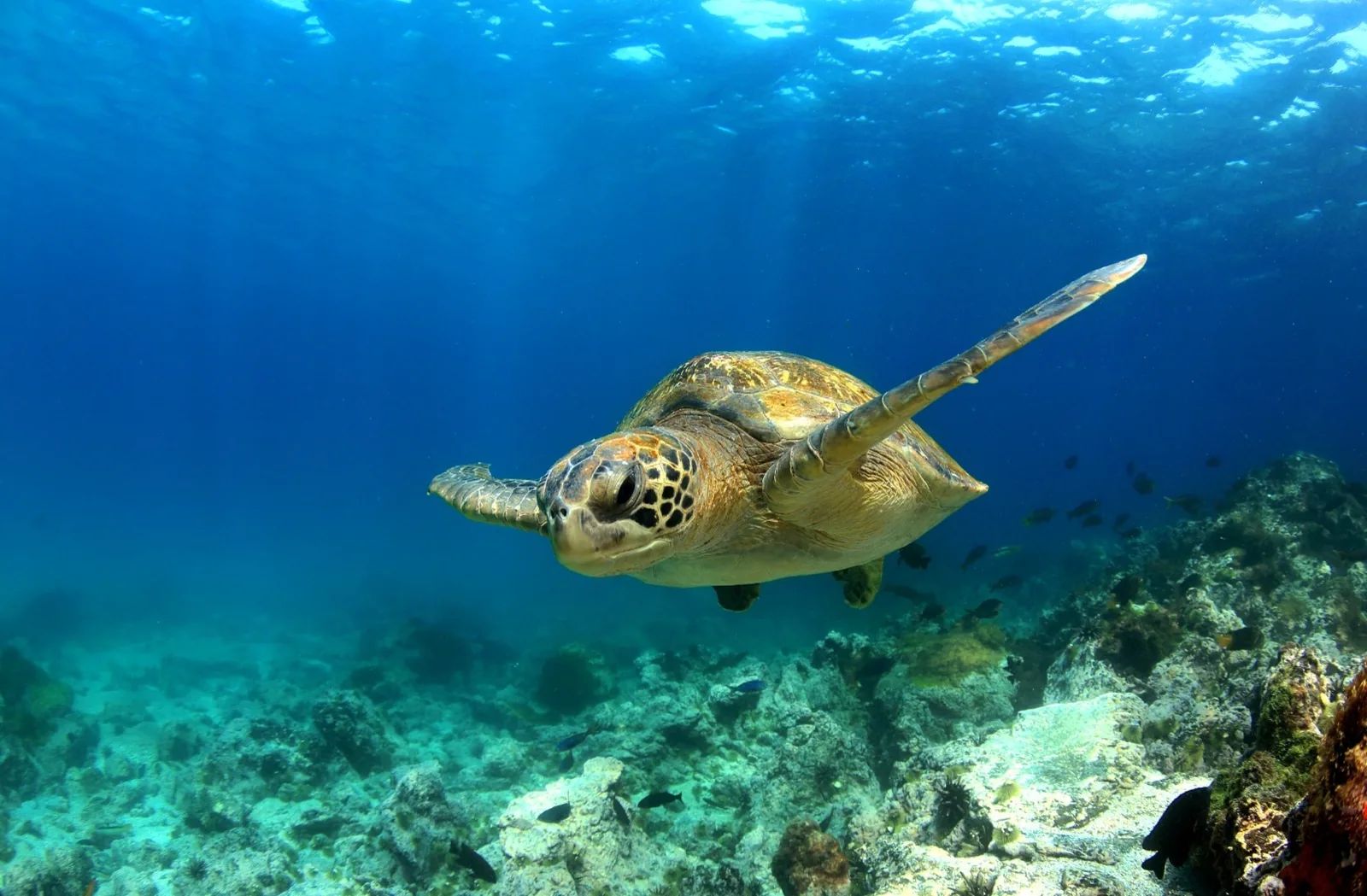 Galapagos - počitnice – galerija 2