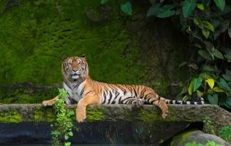 Bangladeš - V kraljestvu bengalskega tigra