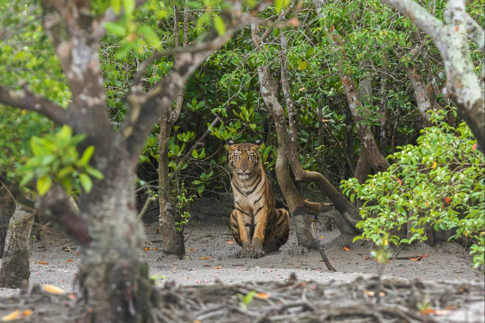 Bangladeš - V kraljestvu bengalskega tigra – galerija 1