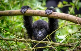 Uganda, Ruanda in Kongo - v objemu goril