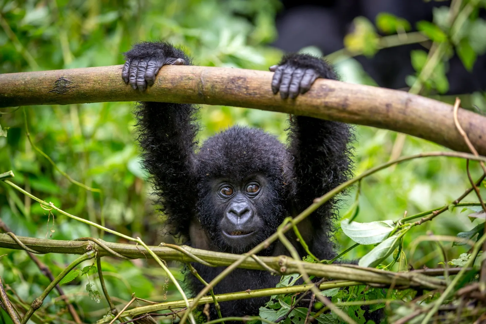 Uganda, Ruanda in Kongo - v objemu goril – galerija 1