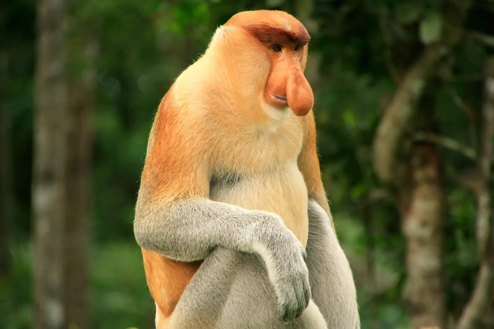Borneo - Onstran monsunskih vetrov – galerija 2