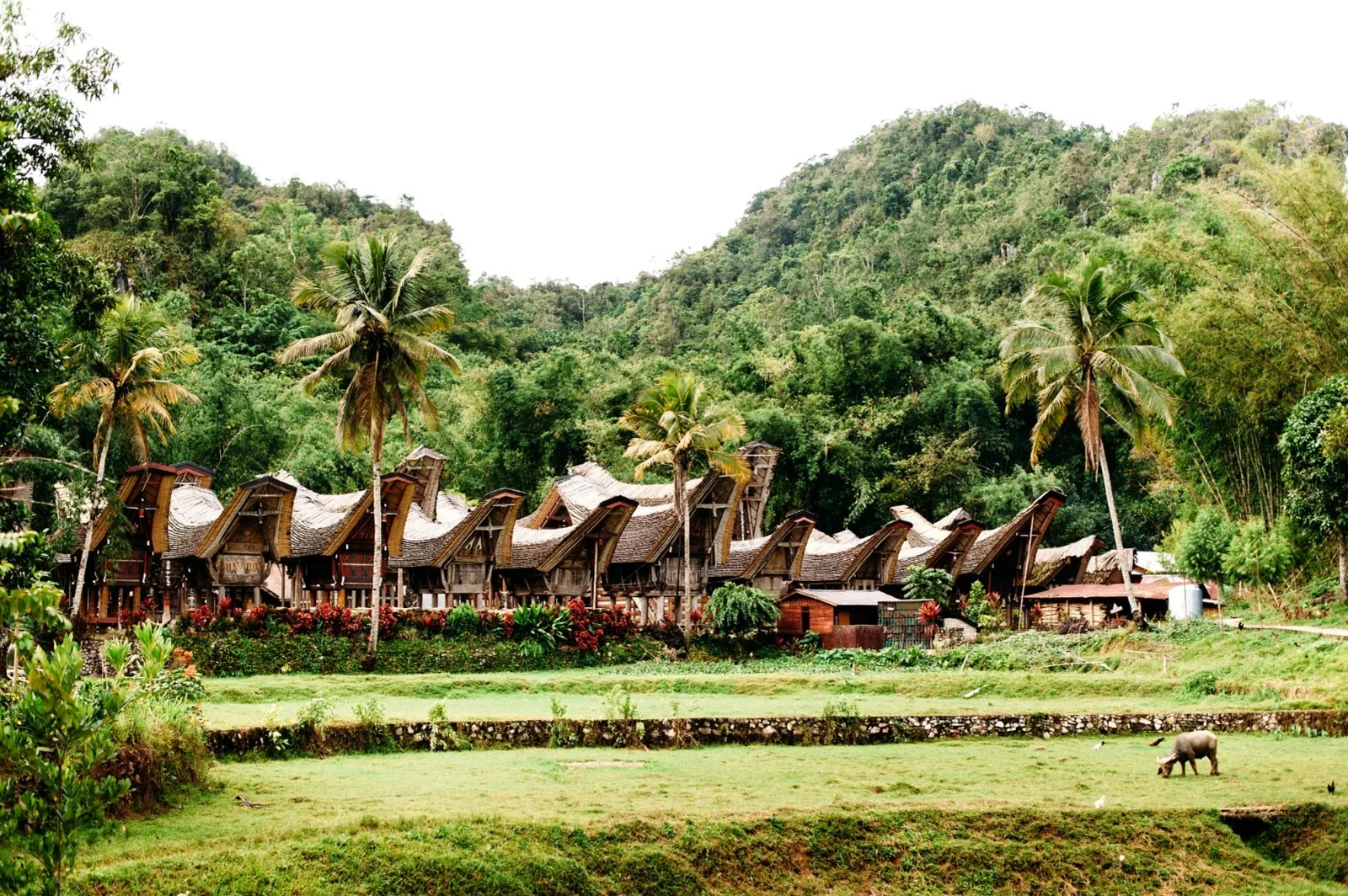 Oskarjeva Indonezija - Sulawesi, Bali in Flores – galerija 1