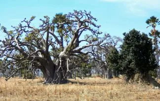 Senegal in Gambija - od Dakarja do Banjula
