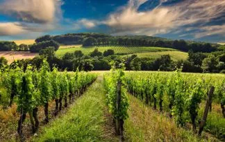 Bordeaux – morje, vino in ostrige