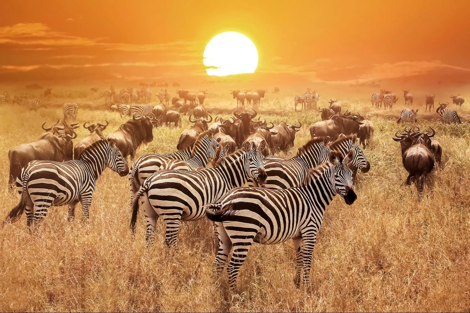 Tanzanija za družine - afriška dogodivščina z morjem – galerija 1