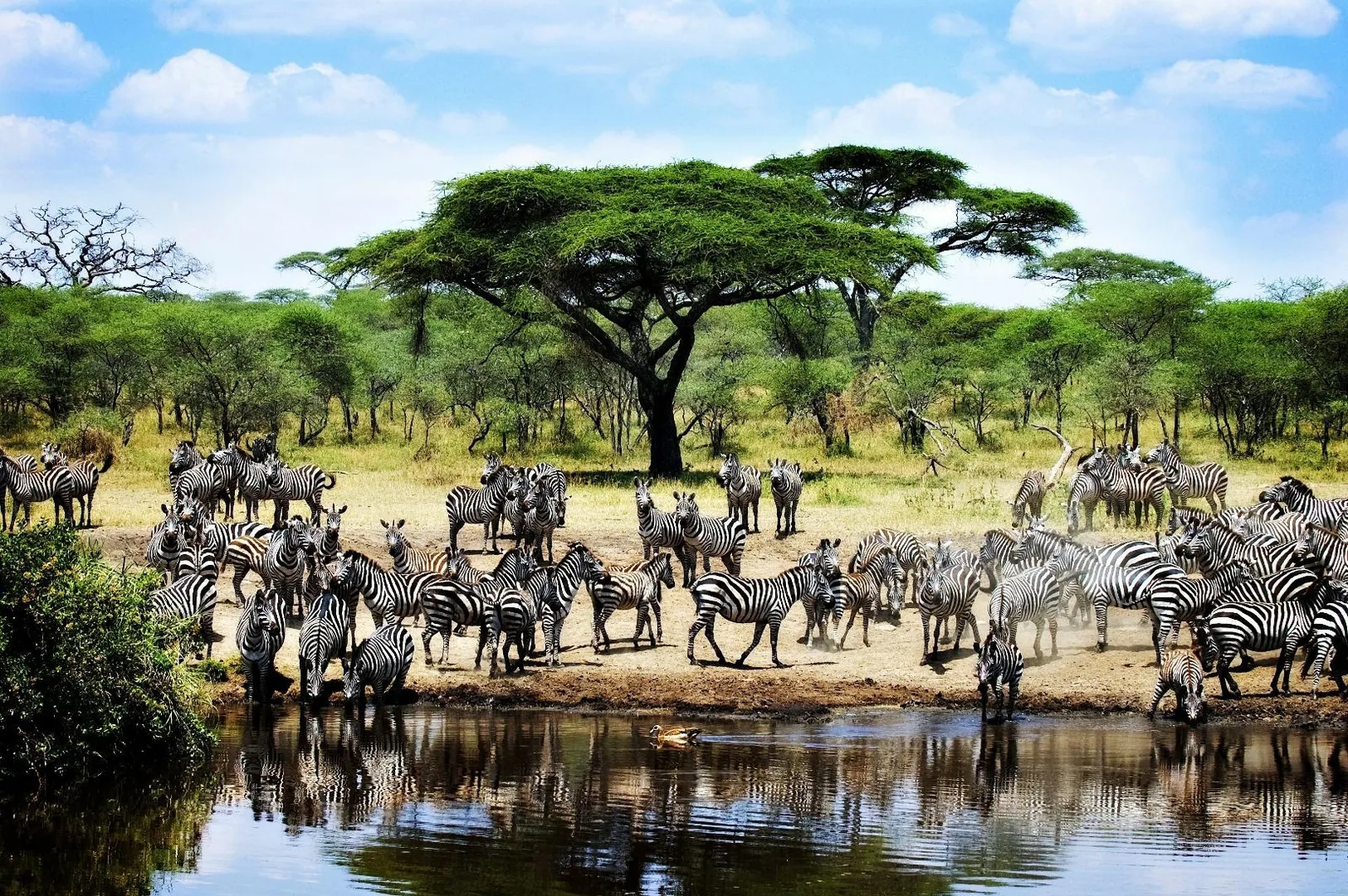 Tanzanija za družine - afriška dogodivščina z morjem – galerija 2