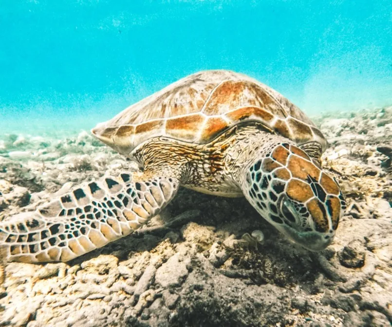 Indonezijski trojček in Gili – galerija 1