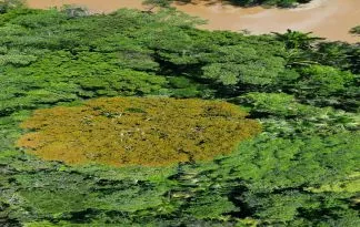 Brazilija – prvinska Amazonija