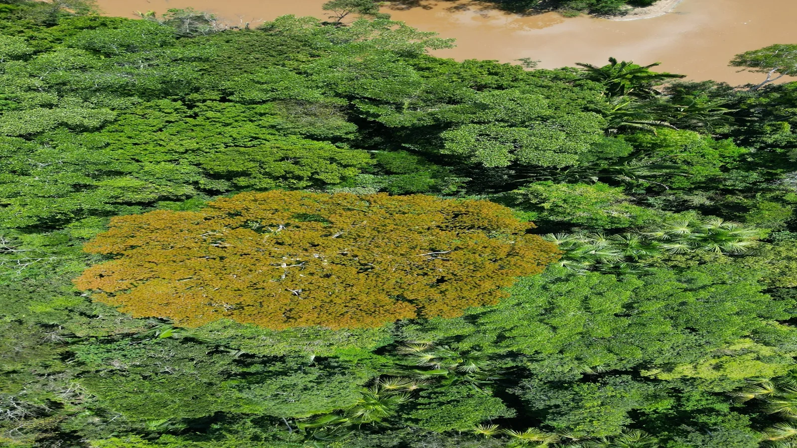 Brazilija – prvinska Amazonija – galerija 1