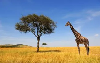 Uganda in Tanzanija - v kraljestvu živali