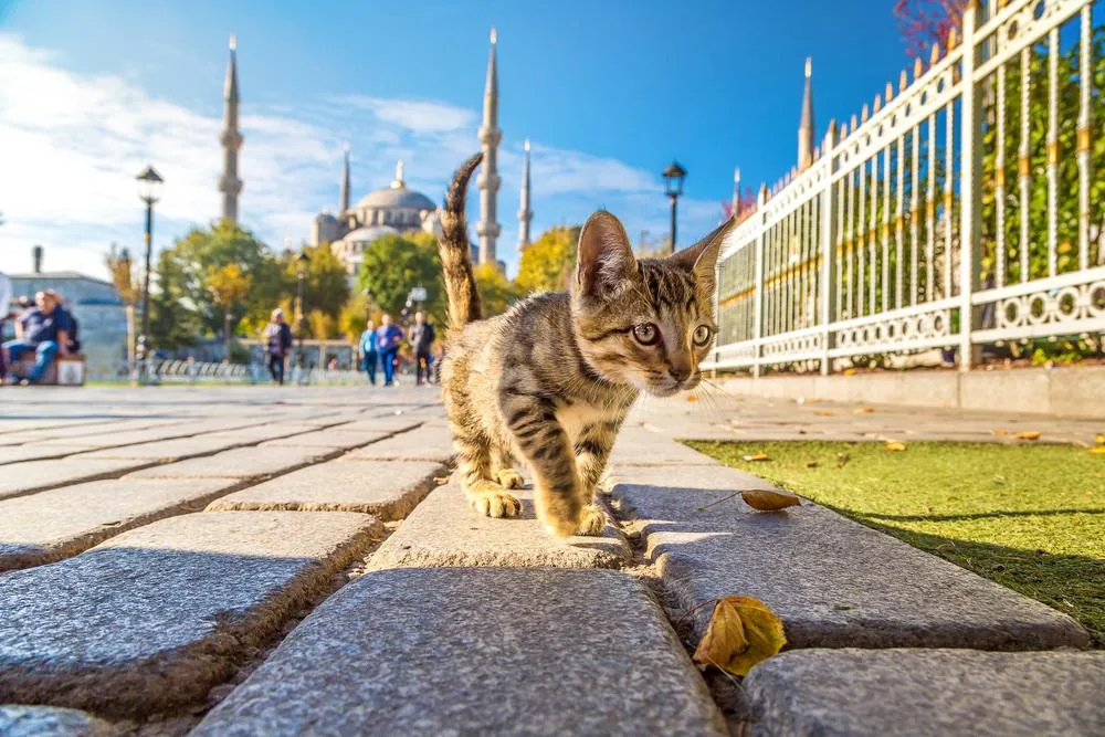 Istanbul, 4 dni - mesto na stiku dveh svetov – galerija 2