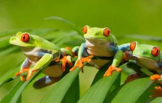 Kostarika in Panama - nepozabno doživetje narave