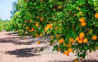 Trgatev mandarin v dolini reke Neretve
