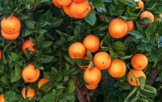 Praznik oljke na Korčuli in mandarine, 3 dni