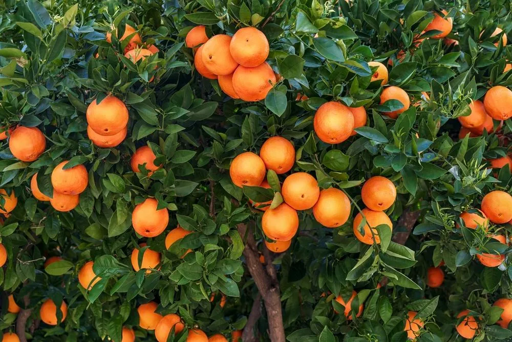 Praznik oljke na Korčuli in mandarine, 3 dni – galerija 1