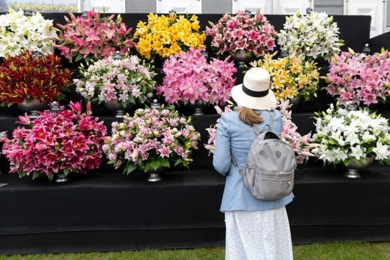 London z možnostjo ogleda RHS Chelsea Flower Show – galerija 1