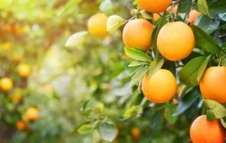 Jesenska poslastica - Pelješac, Korčula in mandarine